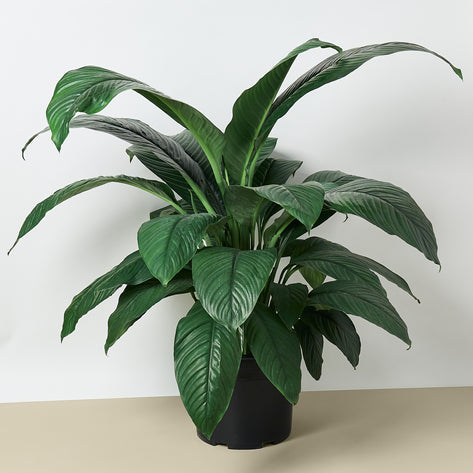 Spathiphyllum Peace Lily  (10" Pot) HouseplantExperience.com
