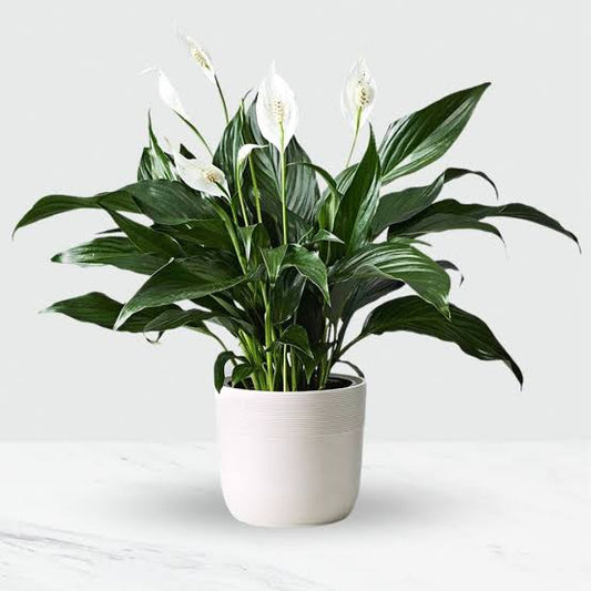 Pre-Potted - 6" Premium Selection