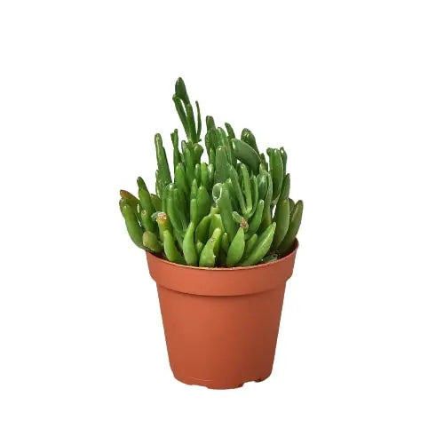 Succulent Crassula Gollum Jade HouseplantExperience.com