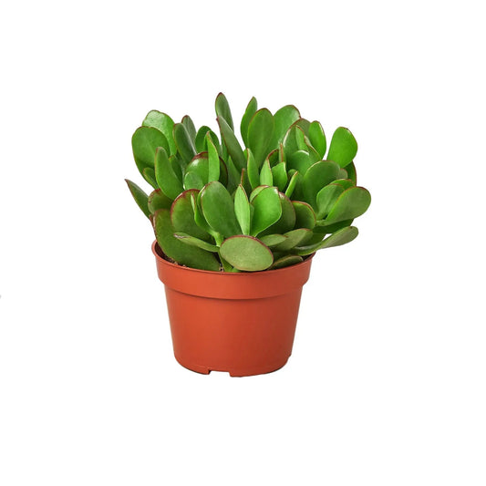Succulent Crassula Jade Succulent Crassula Jade HouseplantExperience.com