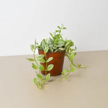 Succulent Dischidia Cascade HouseplantExperience.com
