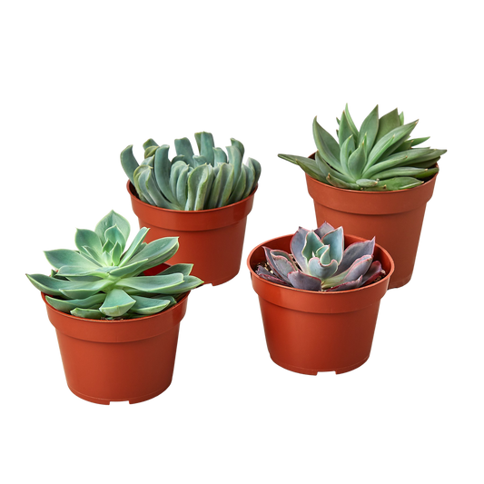 Succulent Echeveria Combo, 4-Pack HouseplantExperience.com