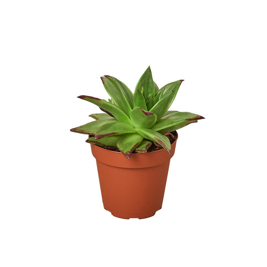 Succulent Echeveria Lipstick HouseplantExperience.com