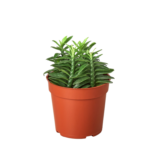 Succulent Euphorbia Devil's Backbone HouseplantExperience.com