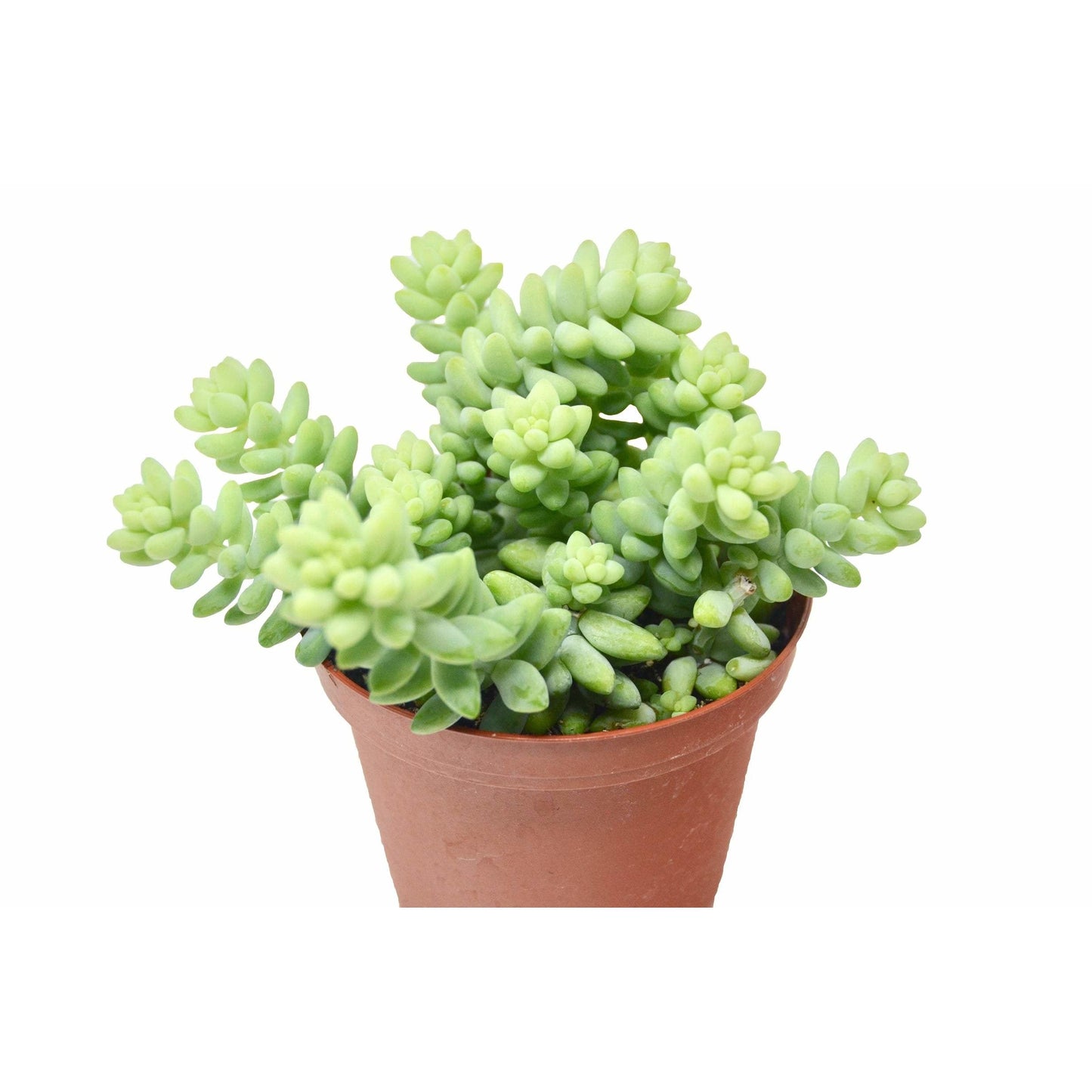 Succulent Sedum White Stone Crop HouseplantExperience.com