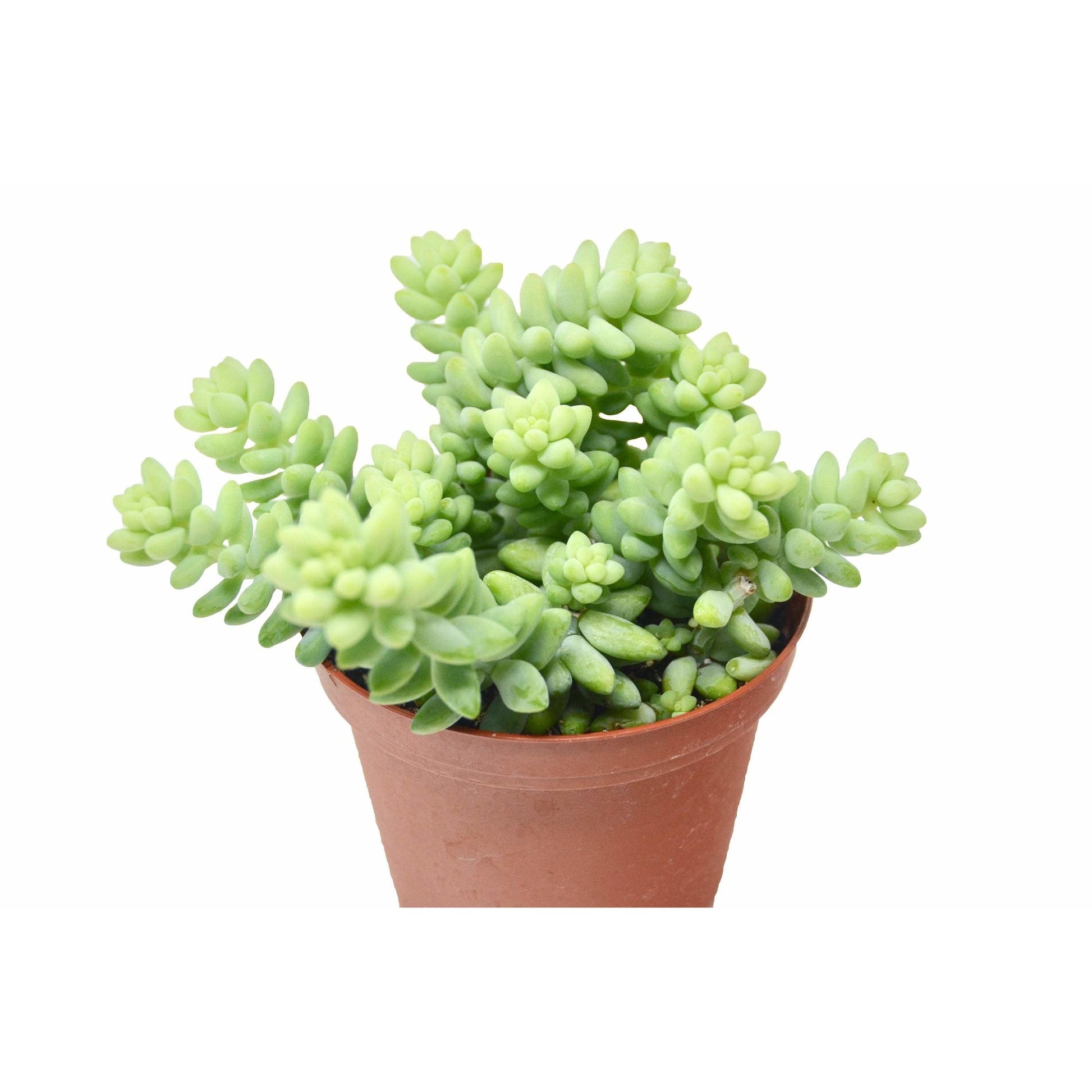 Succulent Sedum White Stone Crop HouseplantExperience.com