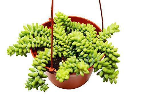 Succulent Sedum White Stone Crop HouseplantExperience.com