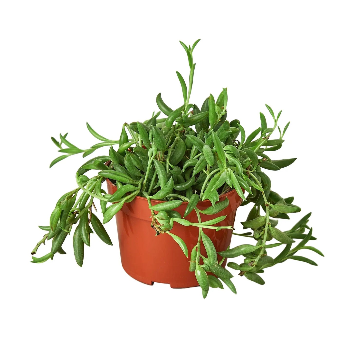 Succulent Senecio String of Bananas HouseplantExperience.com