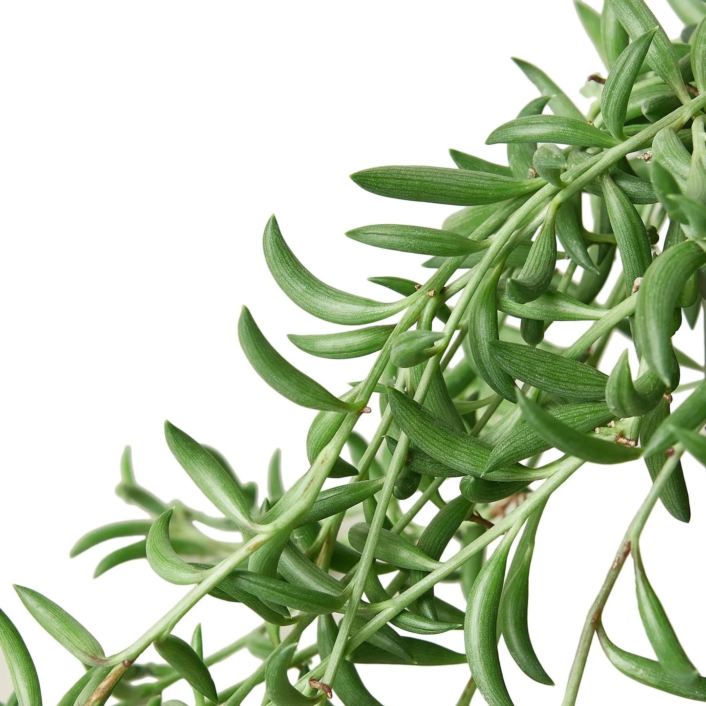 Succulent Senecio String of Bananas HouseplantExperience.com
