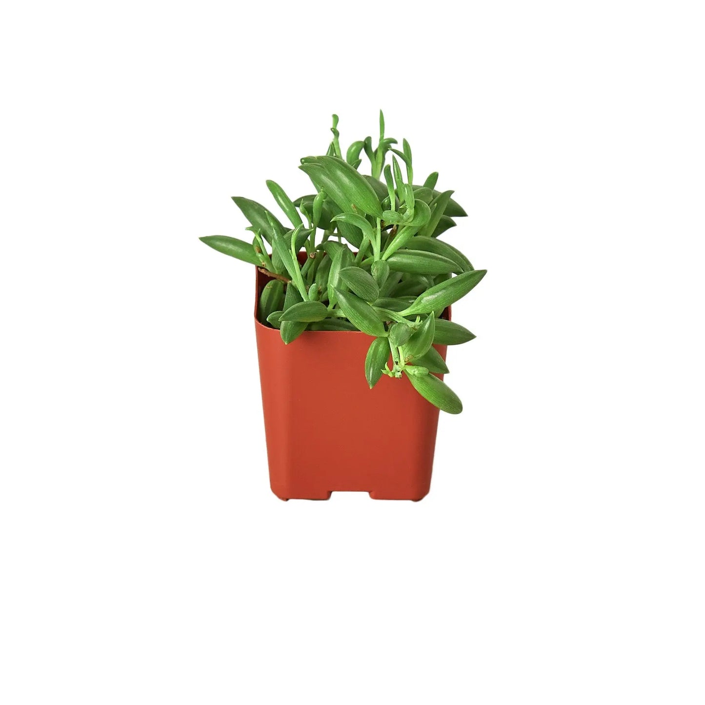 Succulent Senecio String of Bananas HouseplantExperience.com