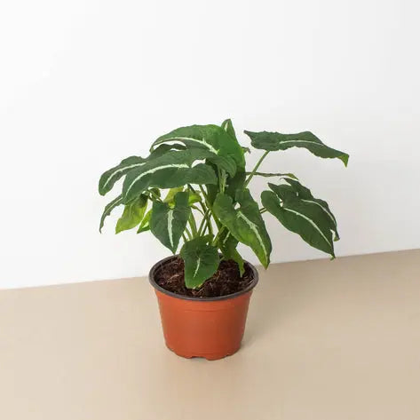 Syngonium Black Velvet HouseplantExperience.com