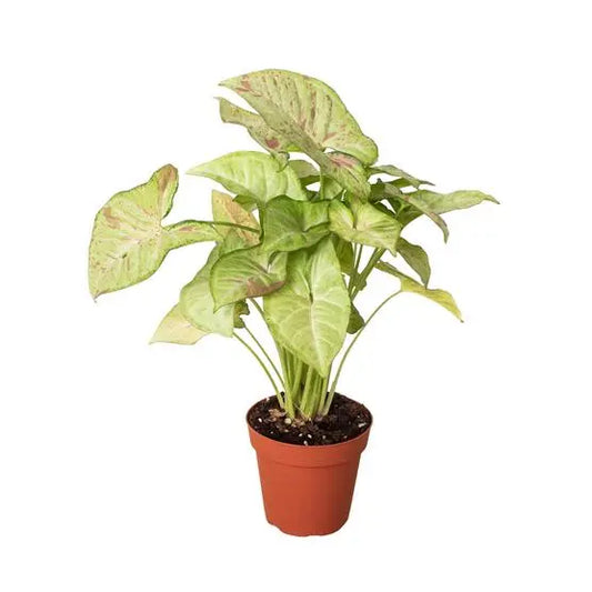 Syngonium Confetti HouseplantExperience.com