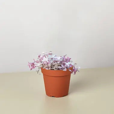 Tradescantia Callisia Pink Panther HouseplantExperience.com