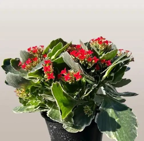 Zygocactus Christmas Cactus HouseplantExperience.com