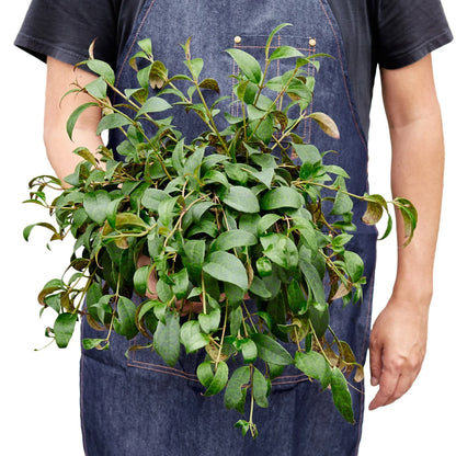 Lipstick Plant - Black Pagoda