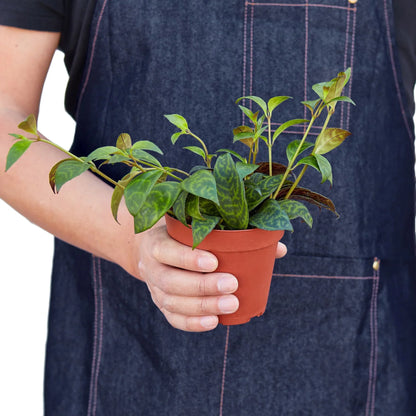 Lipstick Plant - Black Pagoda