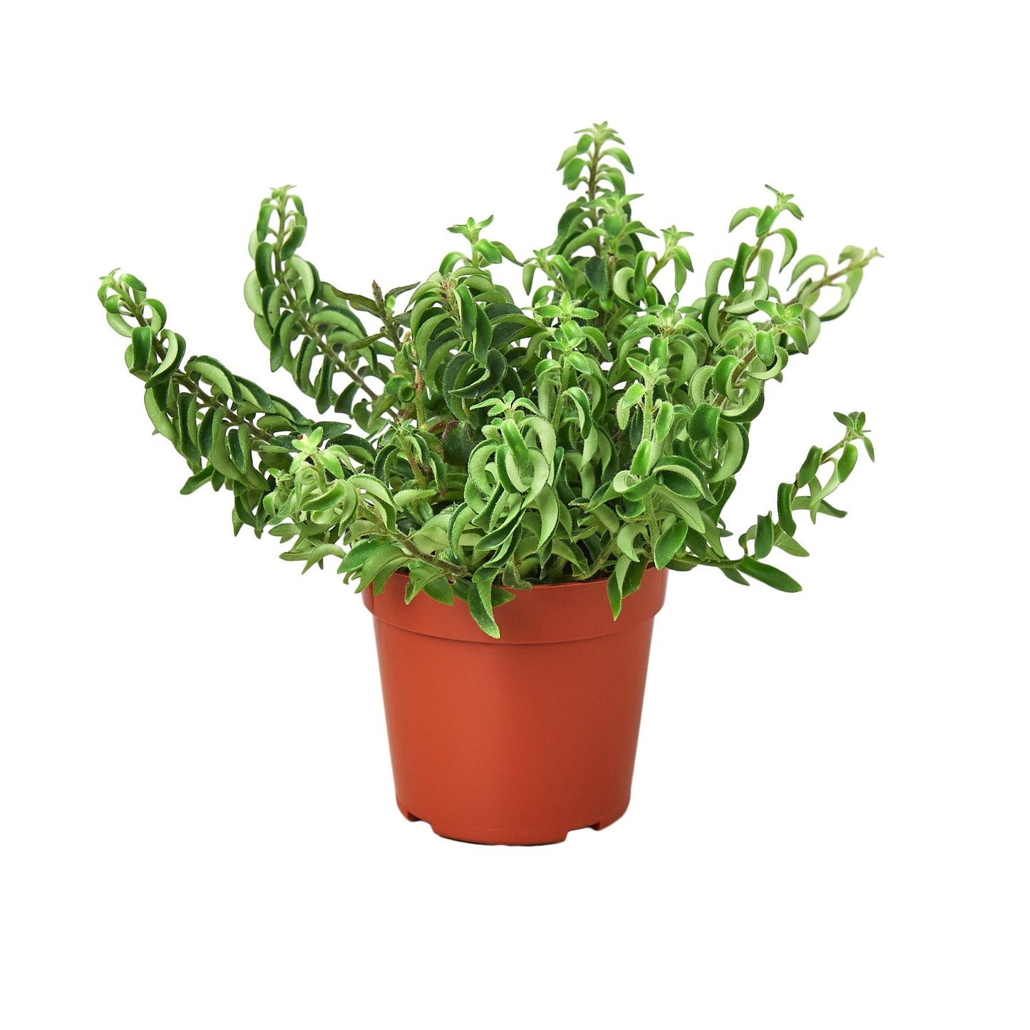 Lipstick Plant - Curly