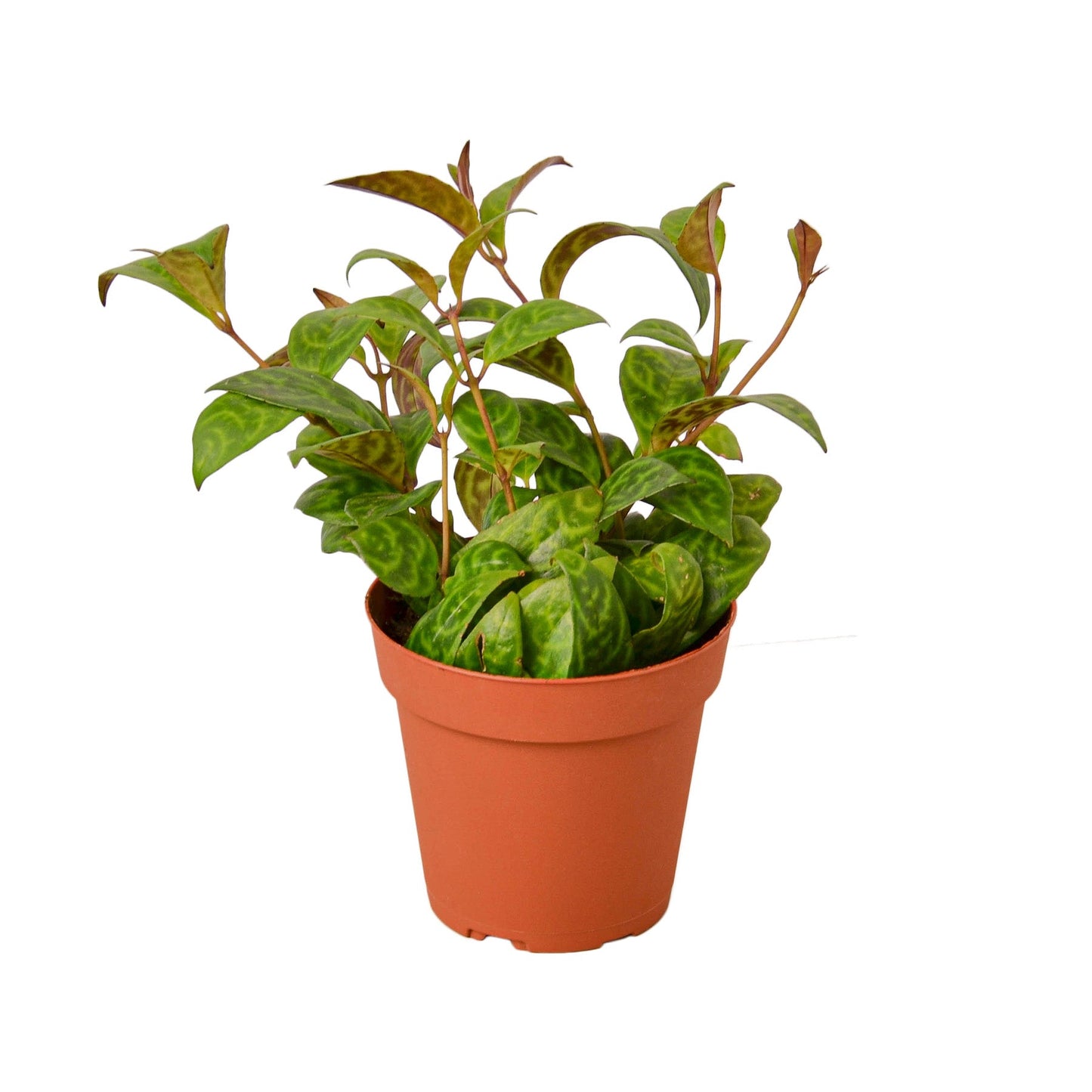 Lipstick Plant - Black Pagoda