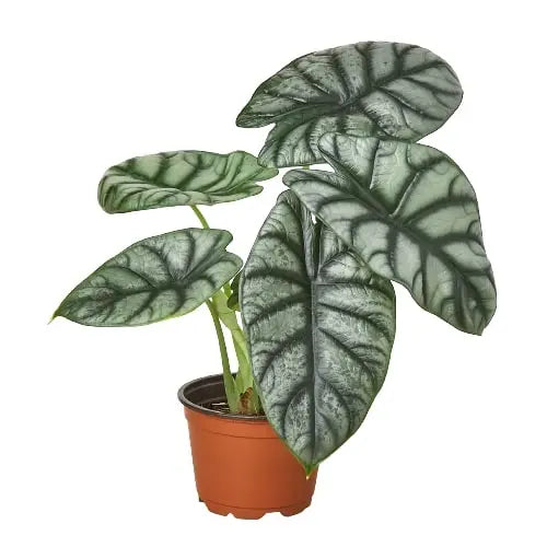 Alocasia Silver Dragon Alocasia Silver Dragon **VERY RARE** HouseplantExperience.com