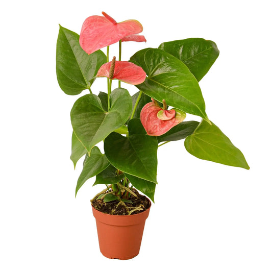 Anthurium Pink HouseplantExperience.com