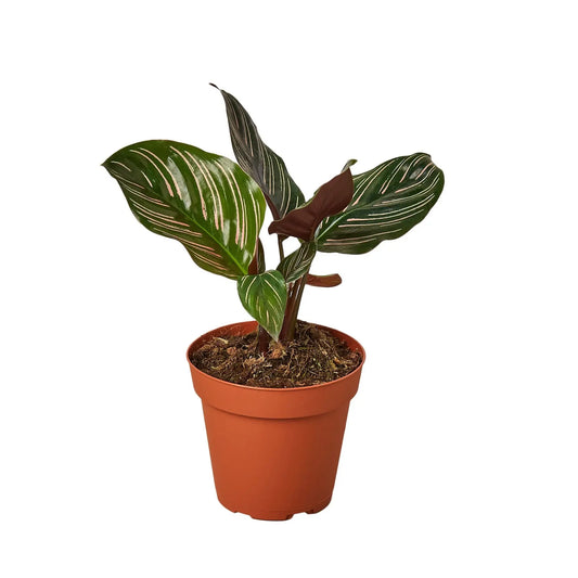 Calathea 'Ornata' HouseplantExperience.com