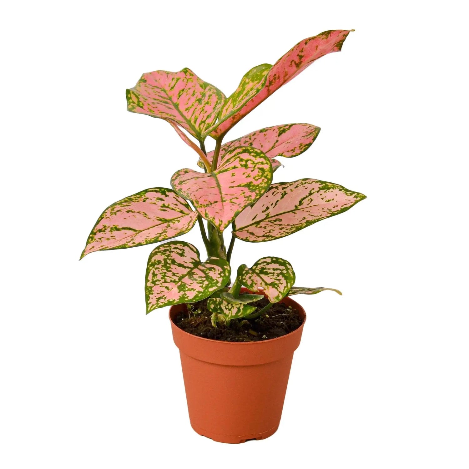 Chinese Evergreen 'Lady Valentine' HouseplantExperience.com