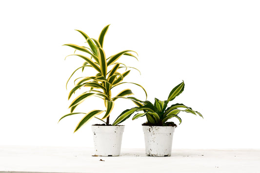 Dracaena Variety Dracaena Variety 2- Pack HouseplantExperience.com