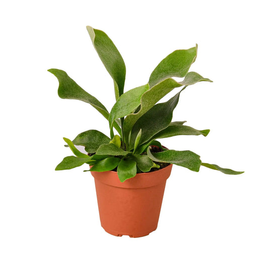 Fern Staghorn Fern Staghorn HouseplantExperience.com