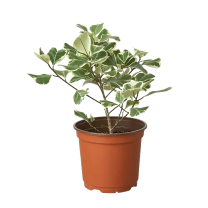 Ficus Elastica Triangularis Variegated Ficus Elastica Triangularis Variegated HouseplantExperience.com