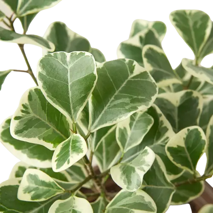 Ficus Elastica Triangularis Variegated Ficus Elastica Triangularis Variegated HouseplantExperience.com