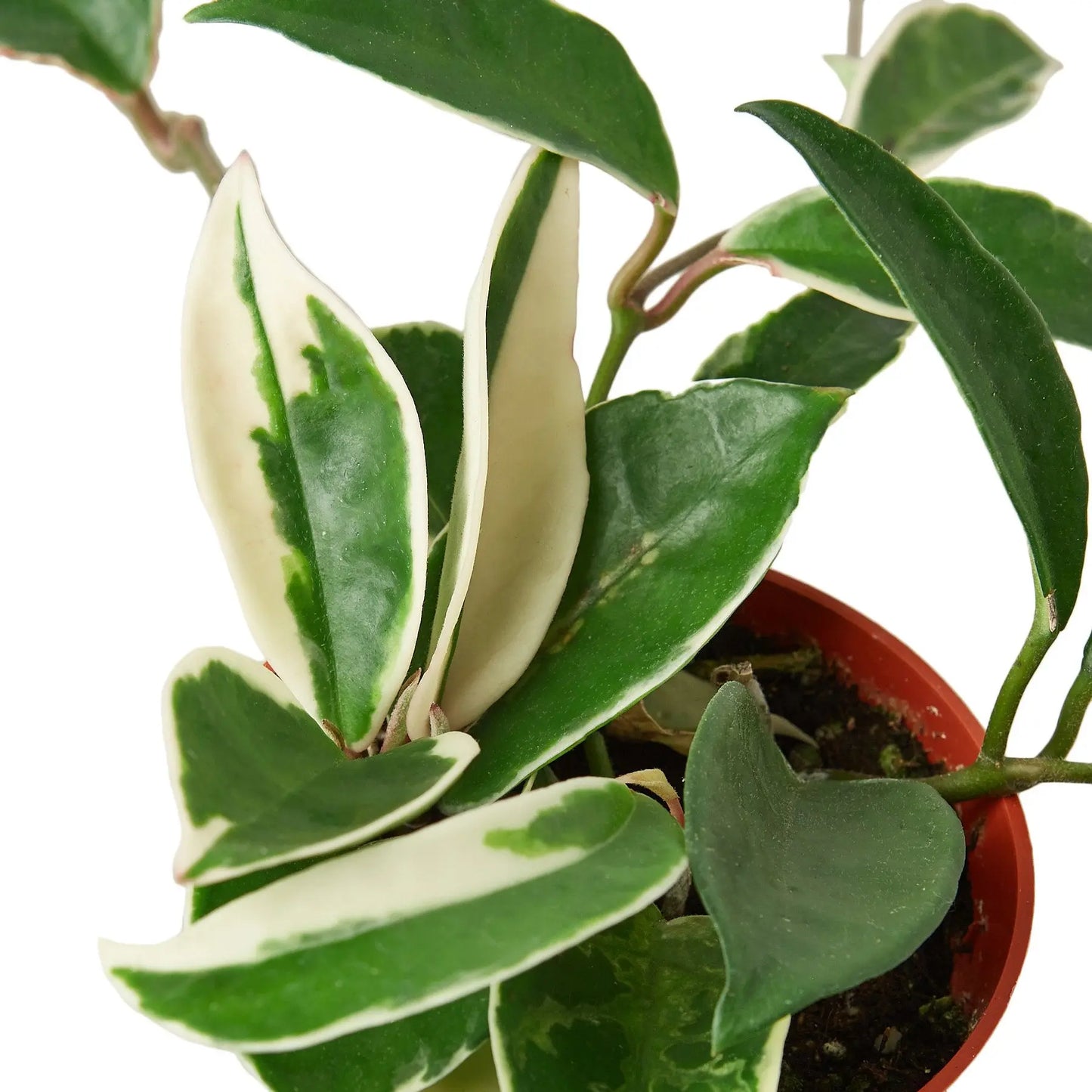 Hoya Carnosa 'Tricolor' HouseplantExperience.com