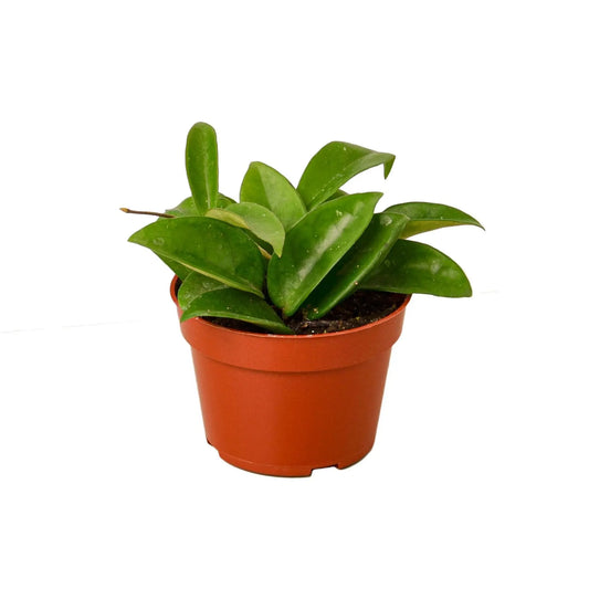 Hoya Carnosa HouseplantExperience.com