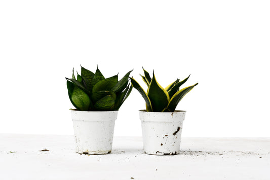 Mini Snake Combo (2-Plants) Mini Snake Combo (2-Plants) HouseplantExperience.com
