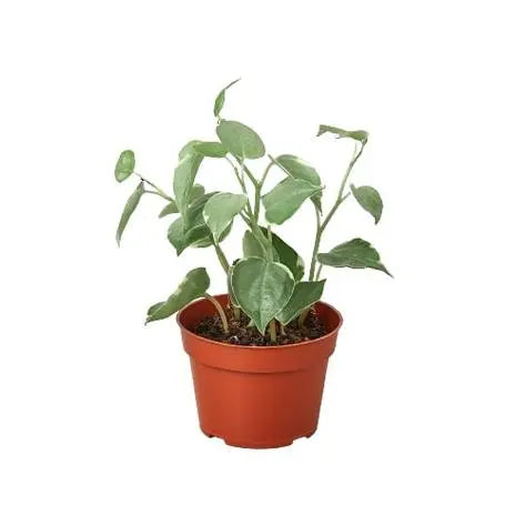 Peperomia 'Cupid' HouseplantExperience.com