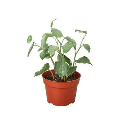 Peperomia 'Cupid' HouseplantExperience.com