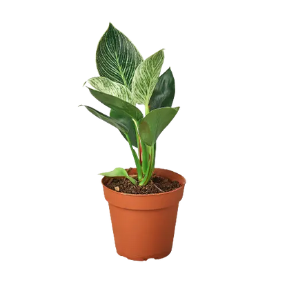Philodendron Birkin Philodendron Birkin HouseplantExperience.com