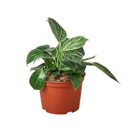 Philodendron Birkin Philodendron Birkin HouseplantExperience.com