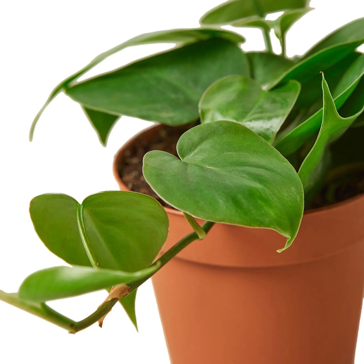 Philodendron Cordatum Heartleaf Philodendron Cordatum Heartleaf HouseplantExperience.com