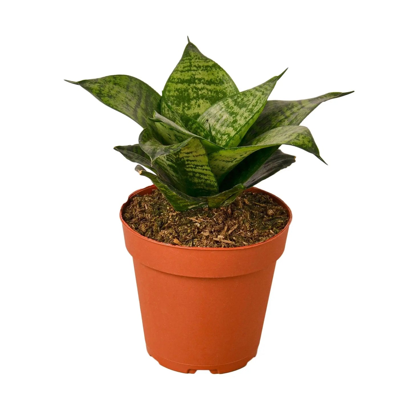 Snake Plant Forest Star (Black Robusta) HouseplantExperience.com