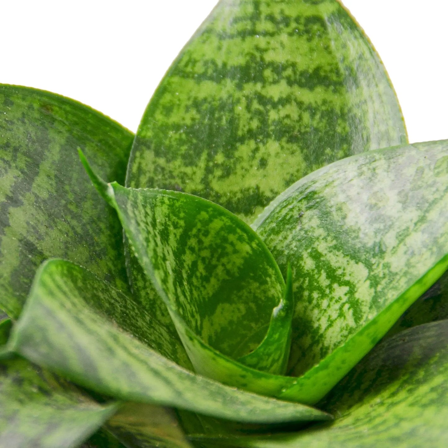 Snake Plant Forest Star (Black Robusta) HouseplantExperience.com