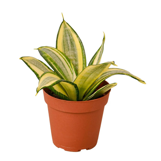 Snake Plant Gold Star (Hahnii') HouseplantExperience.com