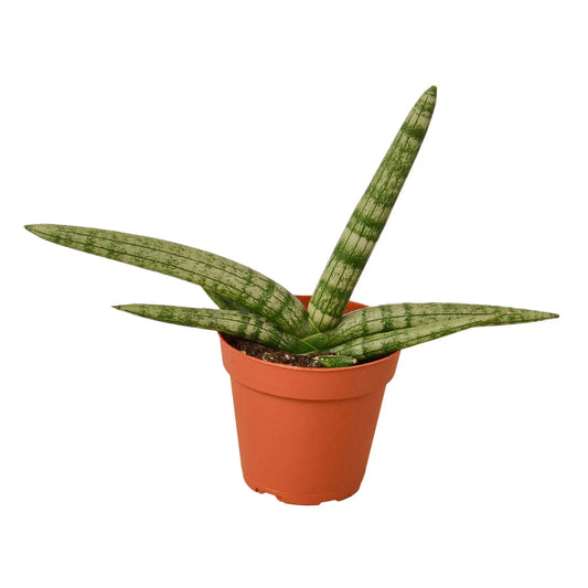 Snake Plant Starfish Snake Plant Starfish HouseplantExperience.com