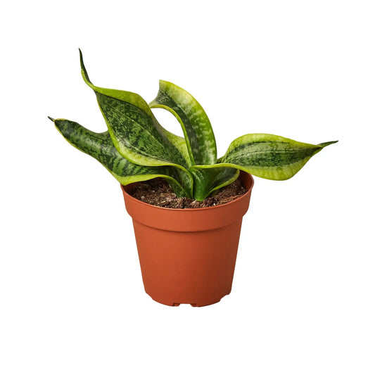 Snake Plant Twist HouseplantExperience.com