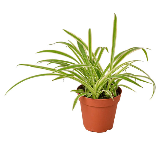 Spider Plant Reverse Spider Plant Reverse HouseplantExperience.com