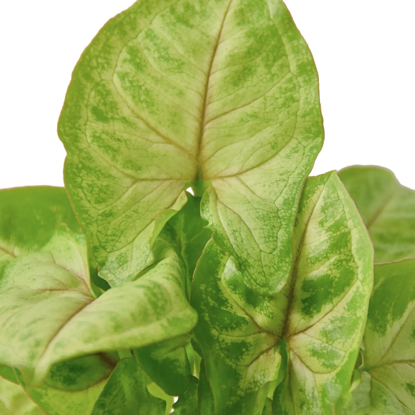 Syngonium Combo  (2-Plants) HouseplantExperience.com