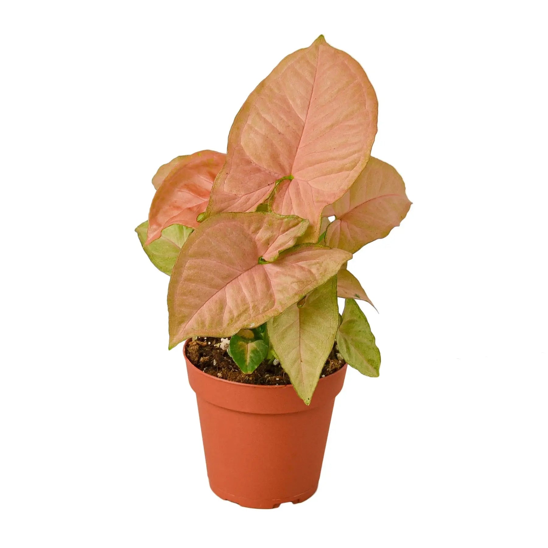 Syngonium Combo  (2-Plants) HouseplantExperience.com