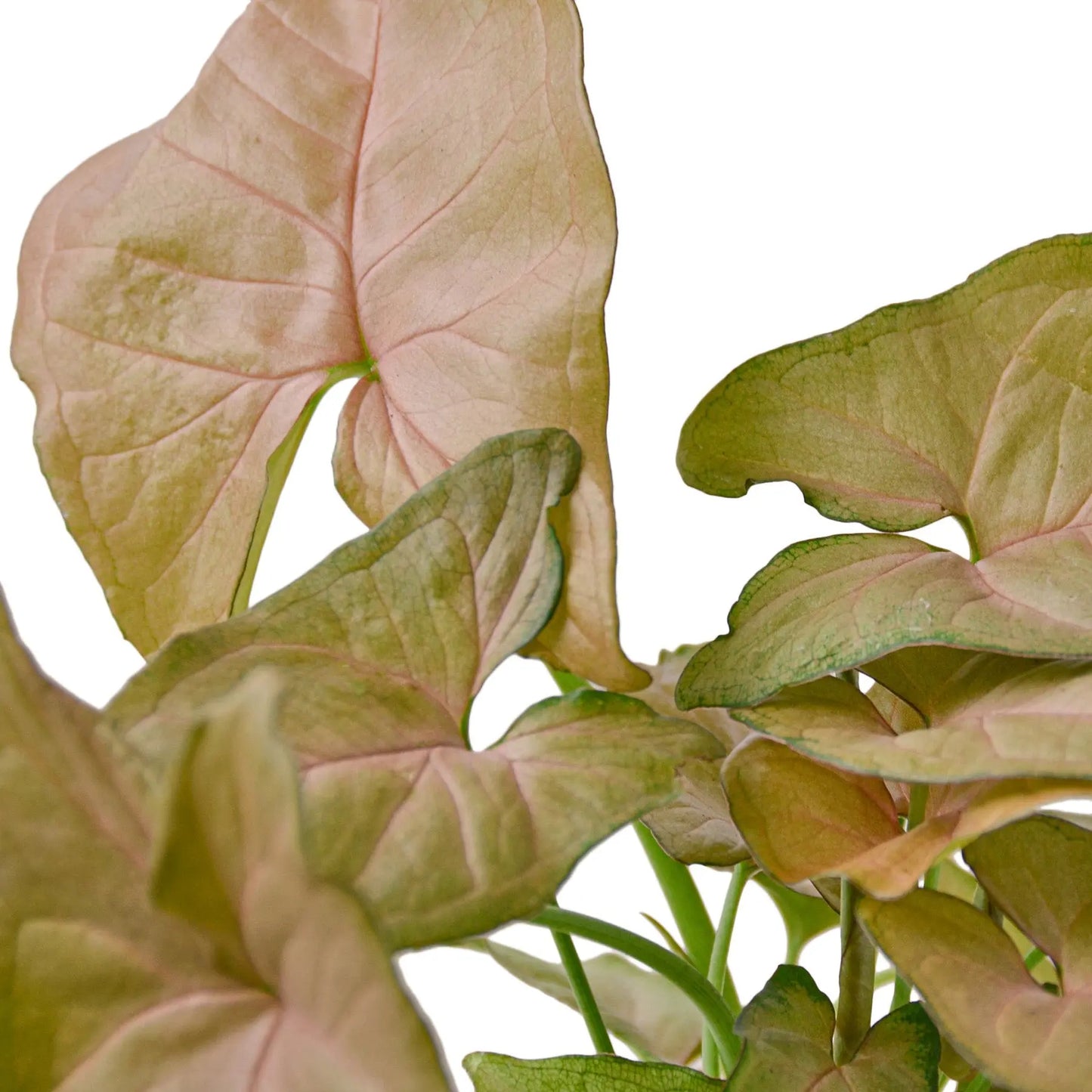 Syngonium Combo  (2-Plants) HouseplantExperience.com