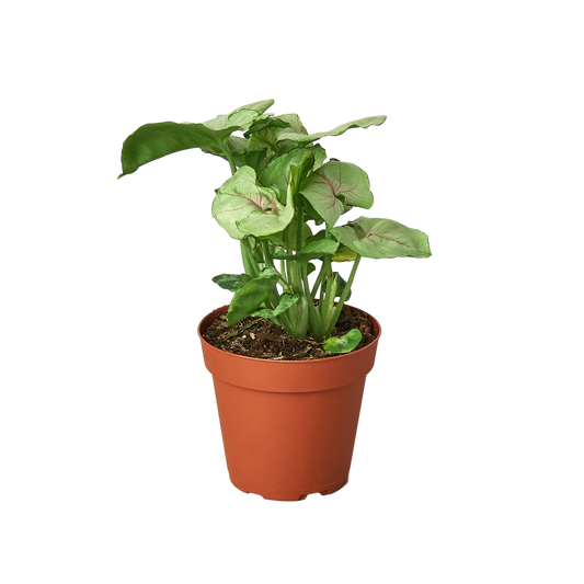 Syngonium Cream Syngonium Cream HouseplantExperience.com